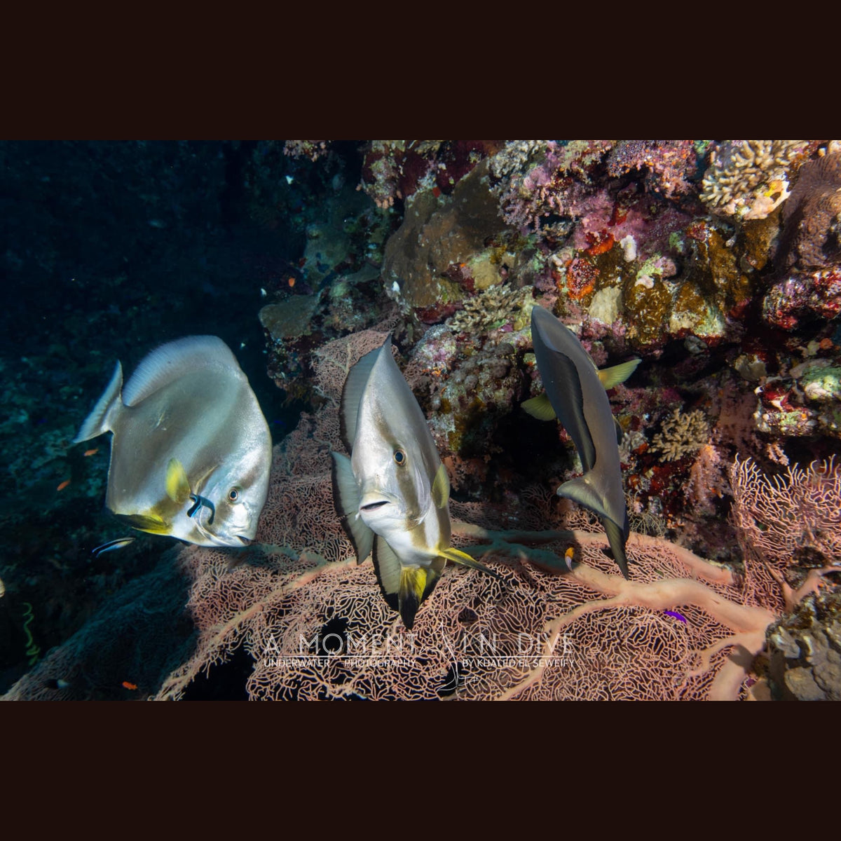 Underwater Shadows / Woven Shawl / 82” X 35”